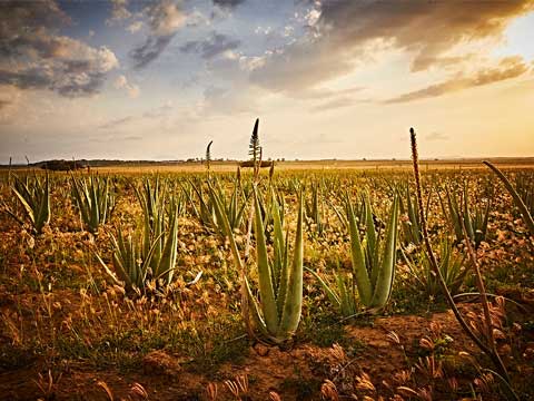 Aloe Vera plantaža