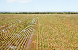 Aloe Vera Benefits Forever Living